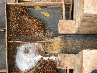 高性价比耶加雪啡：处理方式如何改写风味