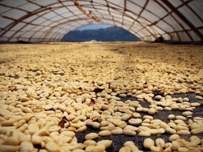 适合家用的哥伦比亚咖啡豆有哪些：新手怎样缩小范围