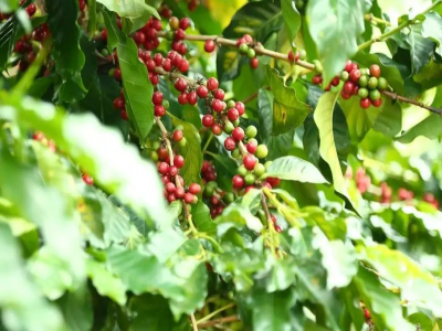 喝懂古老铁皮卡先看处理法，从清澈茶感跨到浓郁果甜其实超简单