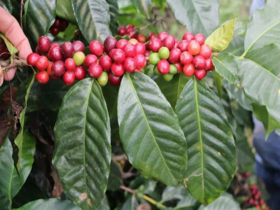 花香咖啡的三种味觉走向：清透、果甜与茶韵