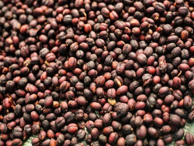 想喝清爽花茶还是浓郁果汁？看懂处理法挑浅烘咖啡每天不重样
