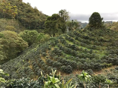 性价比高好喝的咖啡豆推荐：新手怎样缩小范围