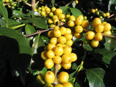 SOE用深烘豆还是浅烘豆：新手怎样缩小范围