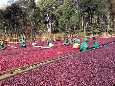 摩卡壶配什么口粮豆：新手怎样缩小范围