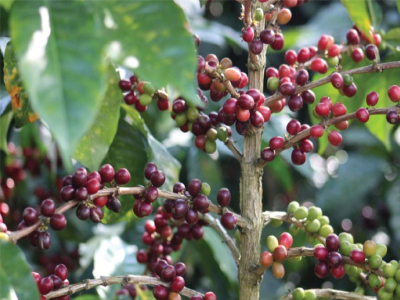 哪些咖啡豆做浓缩/espresso油脂较丰富：新手怎样缩小范围