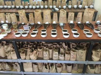 浅烘花香咖啡豆：新手怎样缩小范围