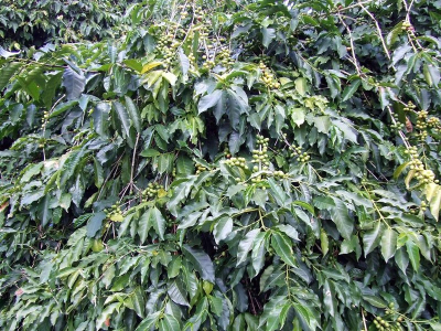 带花香的咖啡有哪几种：新手怎样缩小范围