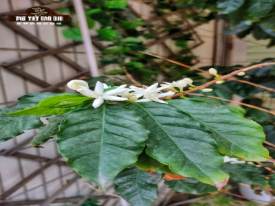 推荐适合家庭使用的意式拼配豆：新手怎样缩小范围