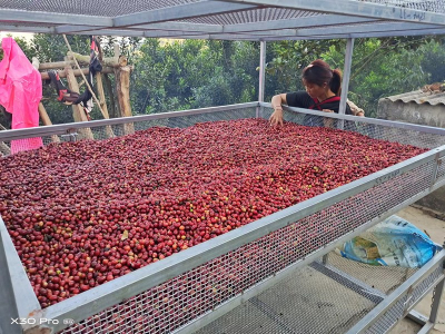 SOE咖啡豆推荐：从明亮果香到温润茶感的风味选择