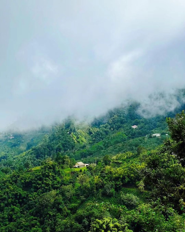 牙买加蓝山